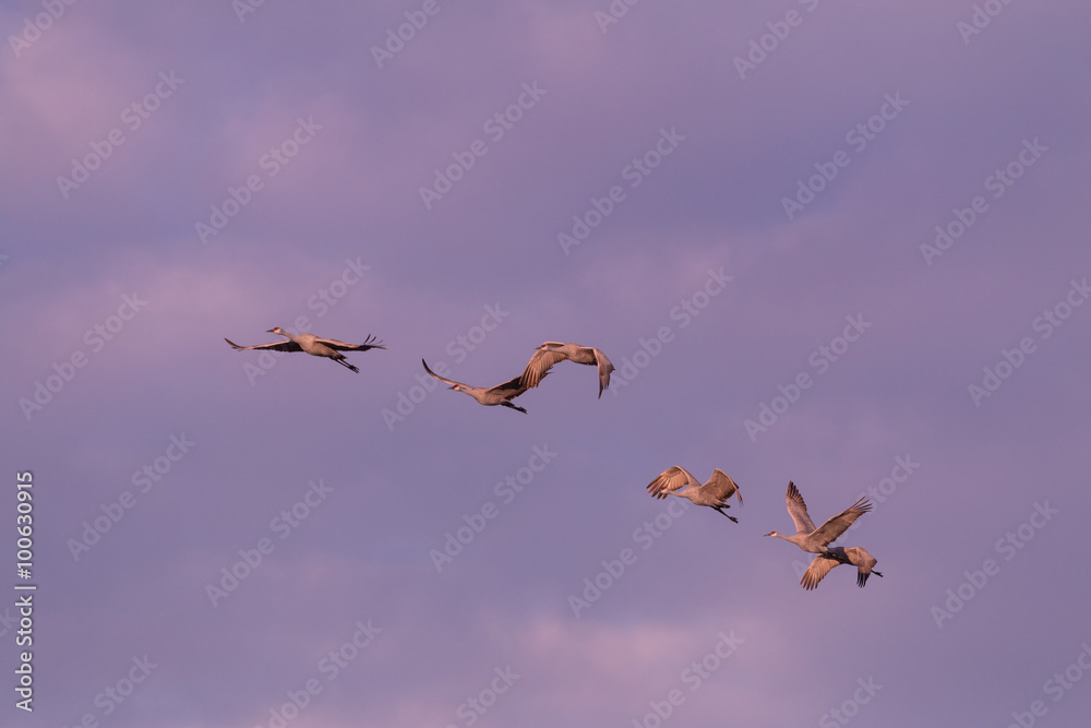 Obraz premium Sandhill Cranes in Flight