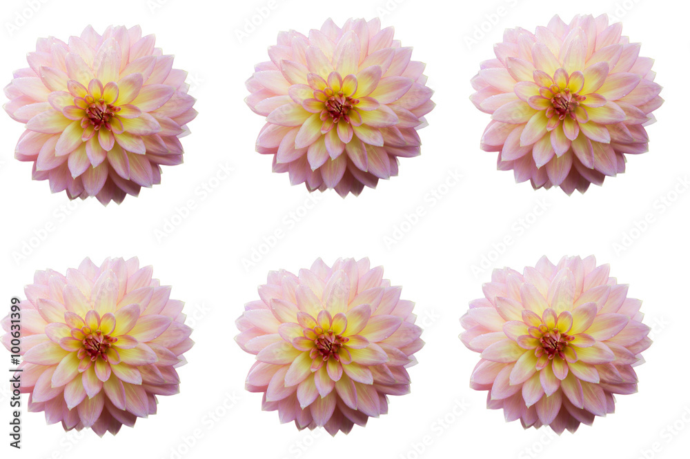 Group of Dahlia flower heads isolated Group of Dahlia flower heads isolated