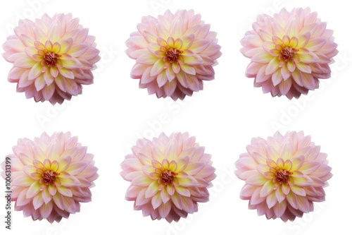  Group of Dahlia flower heads isolated