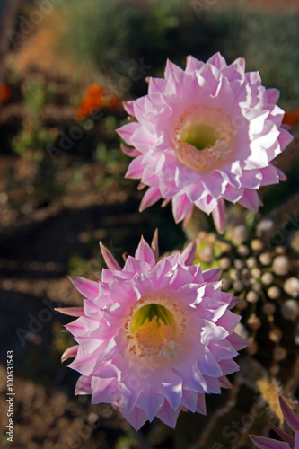 Barrel Cactus Pink Blooming Flower Palmdale California in the high desert photo