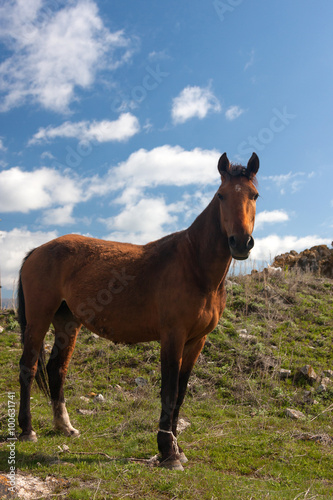 Standing orange horse