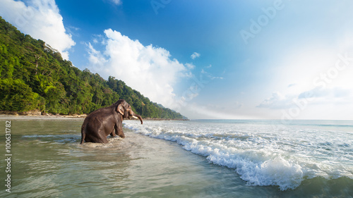 Bathing elephant on the tropical beach background. photo