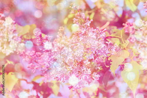 Spring background with pink flowers of lilac on branch and bokeh blur. Purple blurred spring background with bokeh effect. Shallow depth of field, soft focus