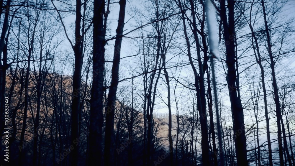 Driving through the forest, bare trees in winter afternoon. Driving through the forest, bare trees in winter afternoon.
