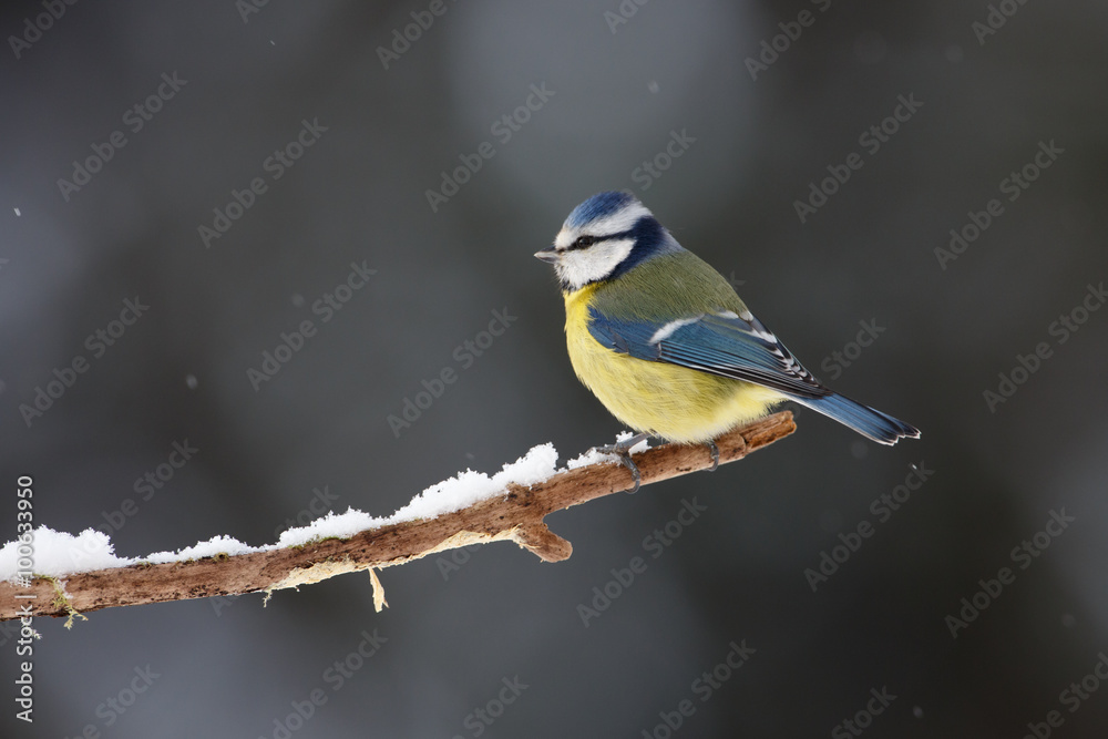 Eurasian blue tit (Cyanistes caeruleus) Eurasian blue tit (Cyanistes caeruleus)