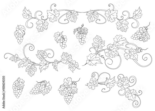 Fototapeta Naklejka Na Ścianę i Meble -  Design elements with bunches of grapes and vines in vintage style.
