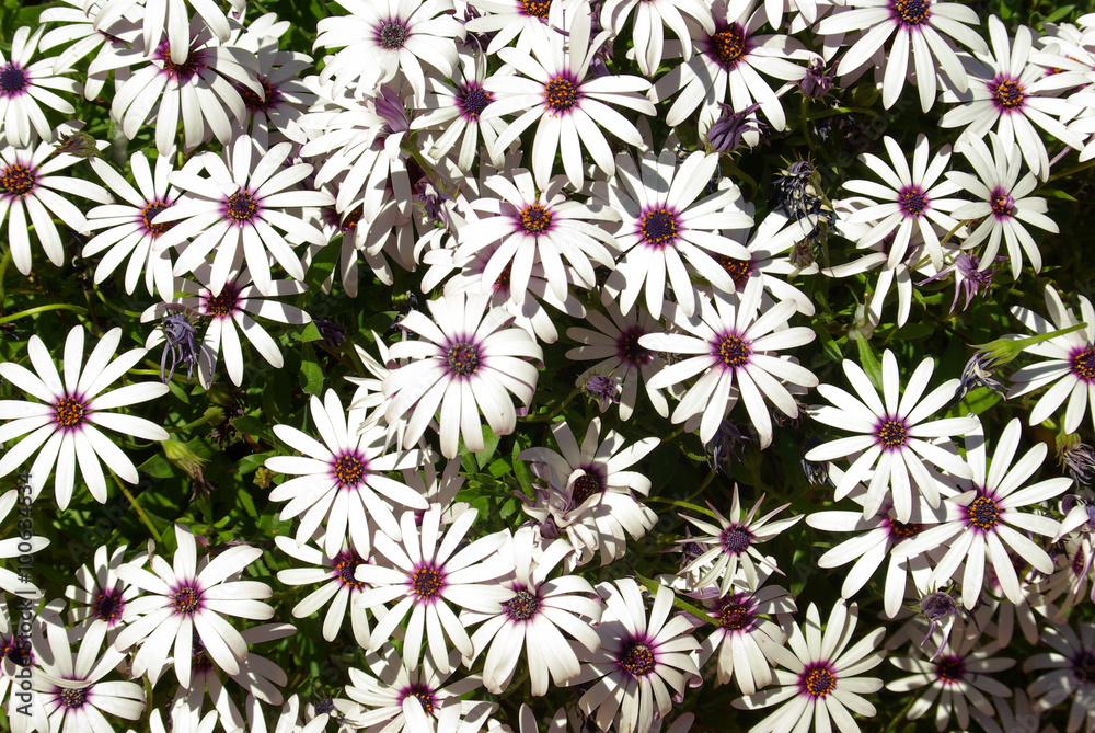 Anthémis à coeur violet au printemps en Corse Anthémis à coeur violet au printemps en Corse