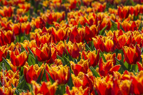 Flower bed of red-orange tulips terry © beletskaya18