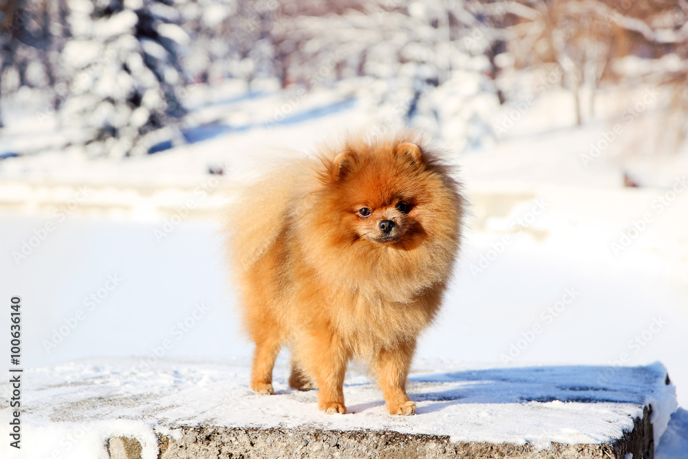 Beautiful dog in winter park. Pomeranian dog outdoor. Groomed dog. Winter Beautiful dog in winter park. Pomeranian dog outdoor. Groomed dog. Winter