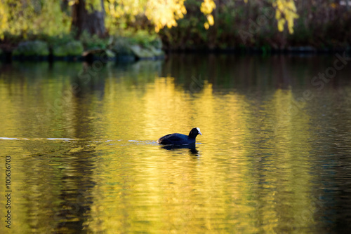 Black bird in autumn colored pond