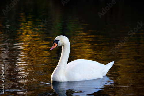 Swan in autumn colored water