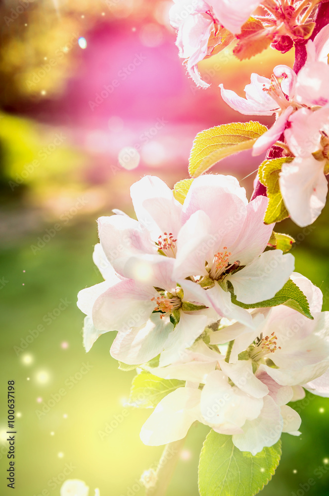Fototapeta premium Colorful nature background with spring blossom, close up