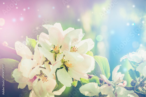 Beautiful nature background with spring blossom and bokeh, toned