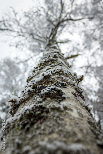 Fototapeta Naklejka Na Ścianę i Meble -  Baum im Winter