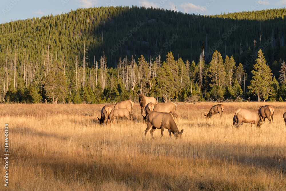 Naklejka premium Elk Herd in Fall Rut