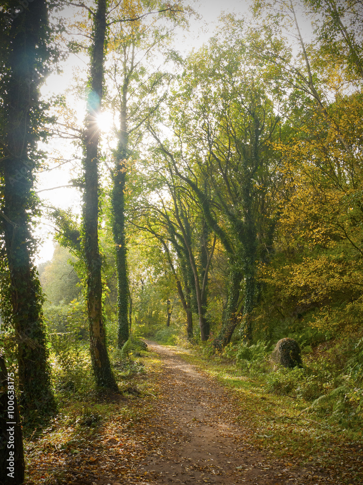 Obraz premium Forest with sun peeping through trees