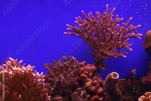 Fototapeta Naklejka Na Ścianę i Meble -  Underwater corals and Red Sea fish