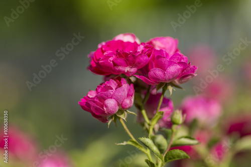 Fototapeta Naklejka Na Ścianę i Meble -  Flowers are beautiful pink rose blooming in a garden thickly