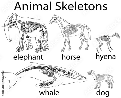 Skeletons of different wild animal