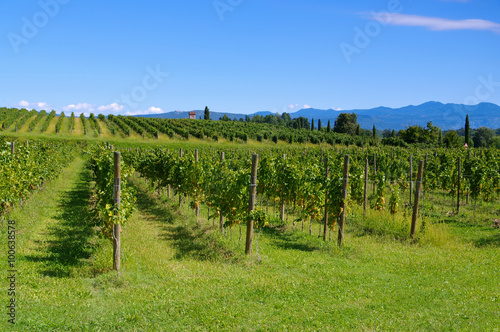 Friaul Weinberge - Friaul vineyards in summer
