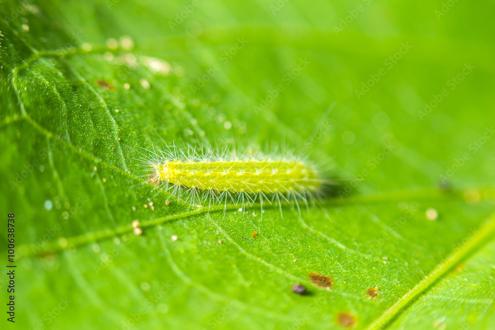 close-up soft focus worm nature on green leaf background close-up soft focus worm nature on green leaf background