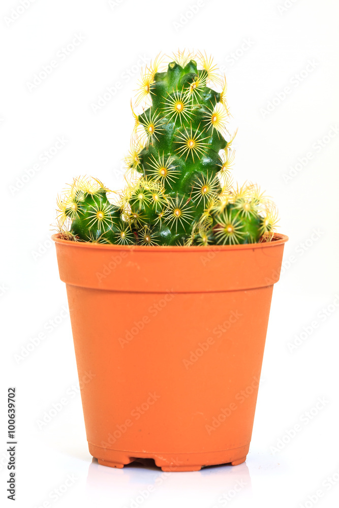 Cactus isolated on white background Cactus isolated on white background