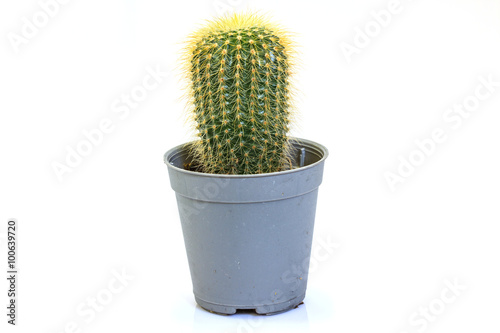 Cactus isolated on white background