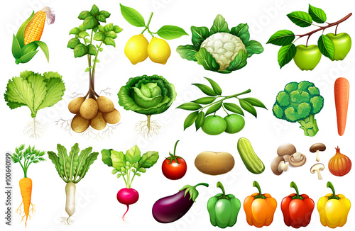 Fototapeta Różne rodzaje warzyw
