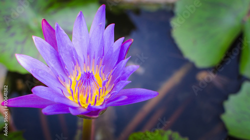 Lotus flower purple color in pool