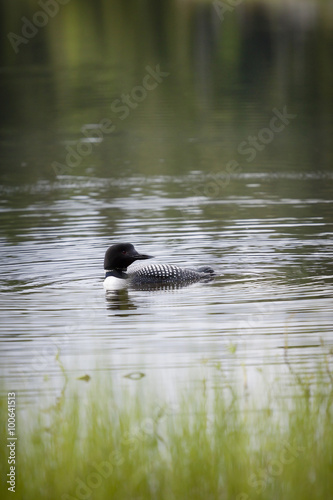 Loon on Remote and Reflective Mountain Lake © Chris Gardiner