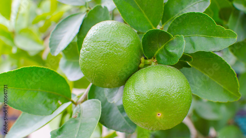 fresh lime on tree
