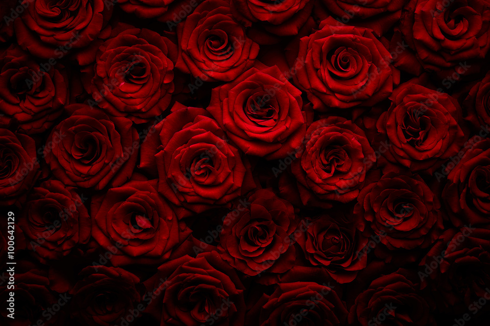 Fototapeta premium Róże