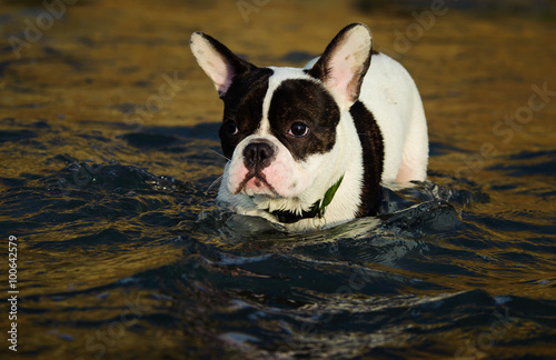 Fototapeta Naklejka Na Ścianę i Meble -  French Bulldog in the water