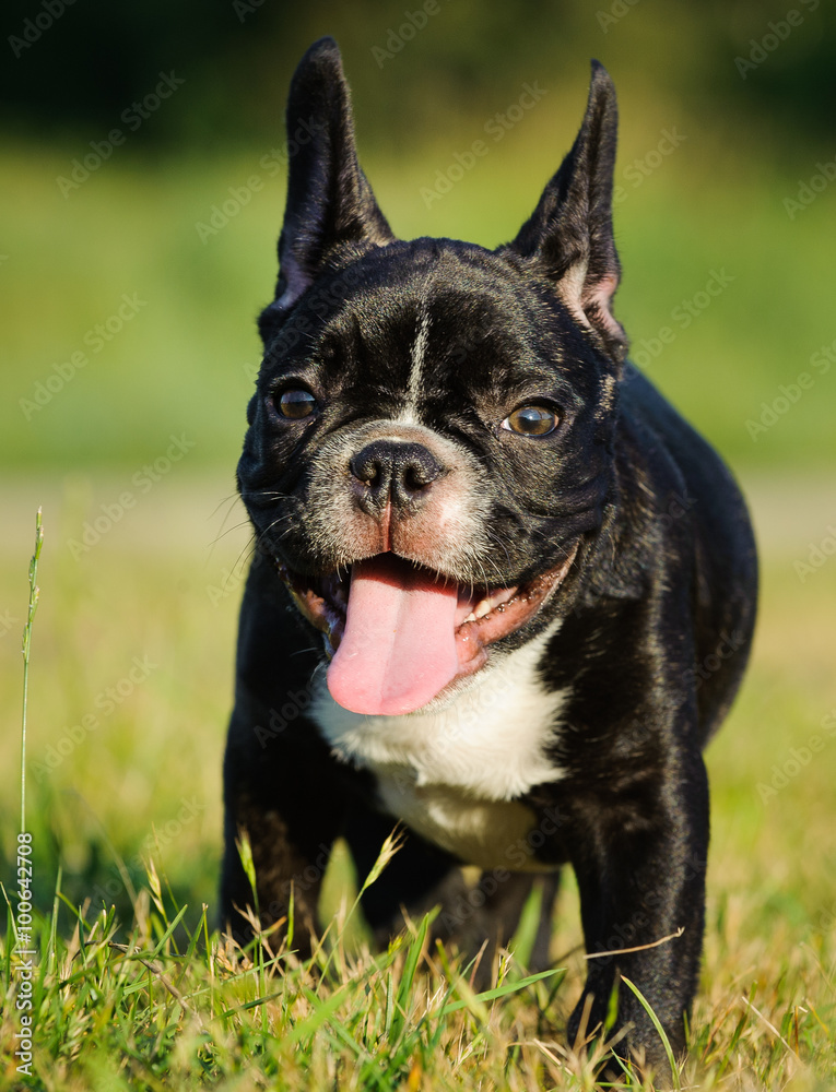 French Bulldog puppy with a big smile moving towards the camera