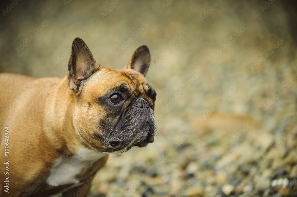 French Bulldog head and shoulders against natural rock