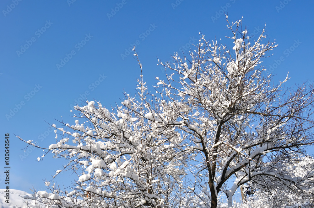 branches of trees covered with snow