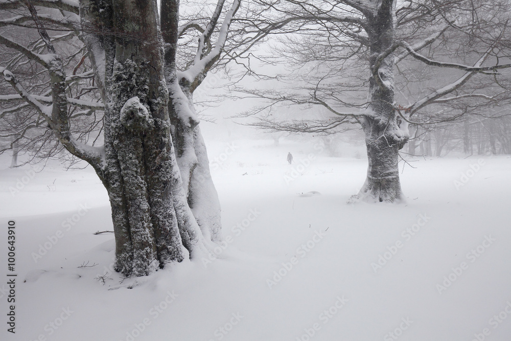 Fototapeta premium Foggy winter landscape in the forest