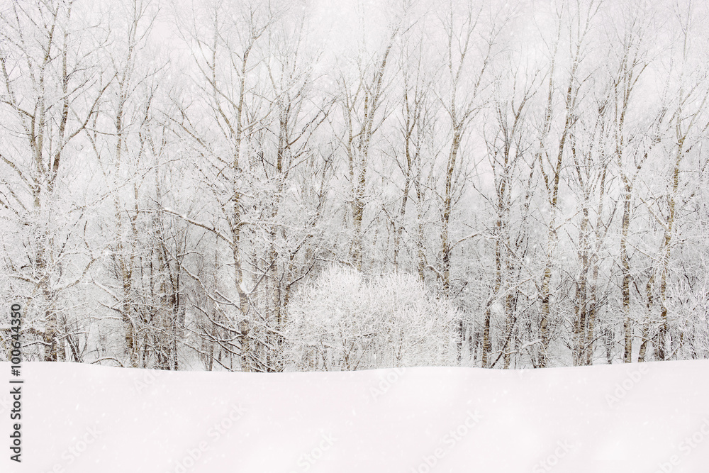 Obraz premium Snowfall in forest with hoarfrost, copy space