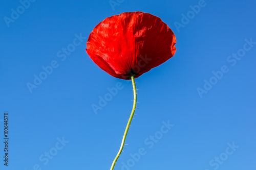 Flower of red poppy on a background of blue sky