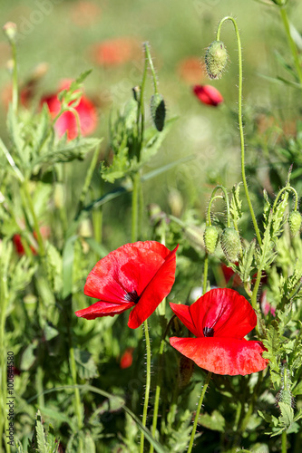 Flowers red poppies in a green field