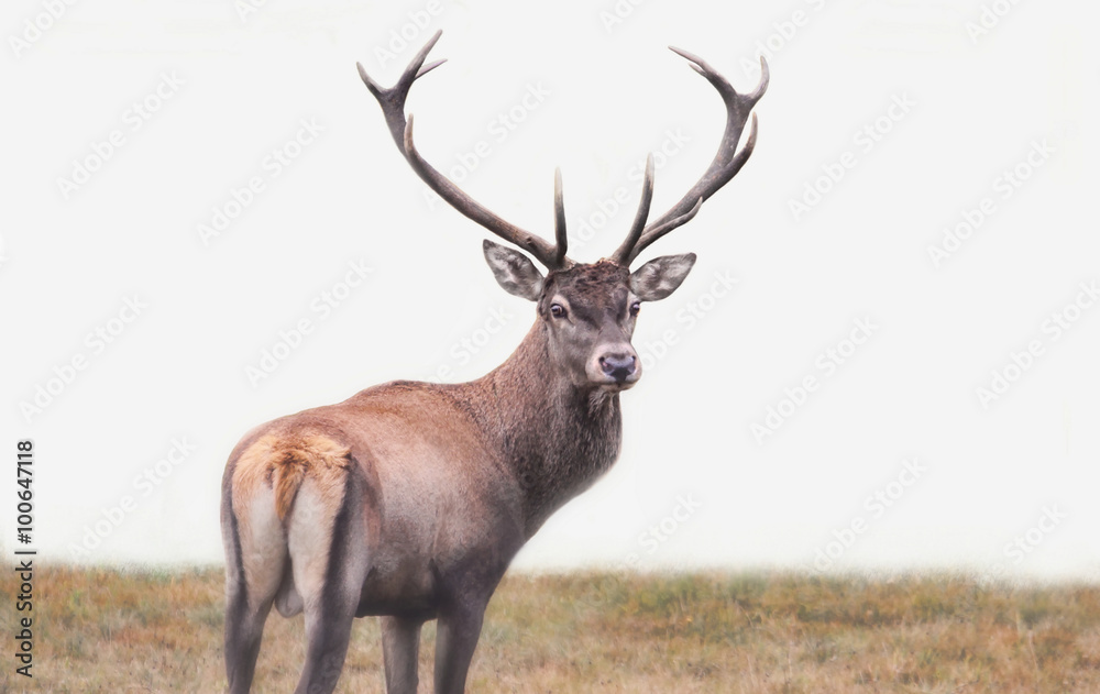 Deer