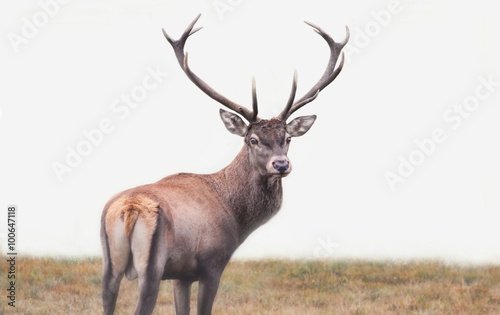 Obraz na płótnie Deer w salonie