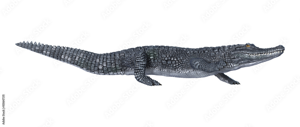 Alligator Caiman on White Alligator Caiman on White