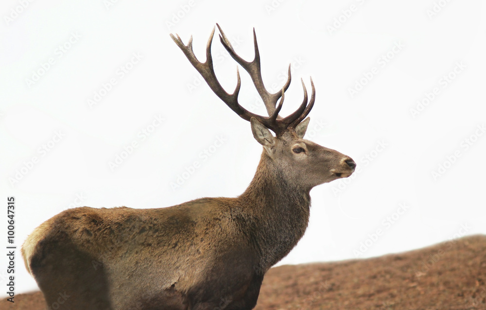 Deer