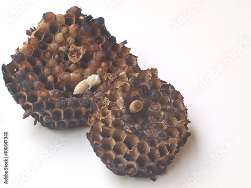 burned wasp nest