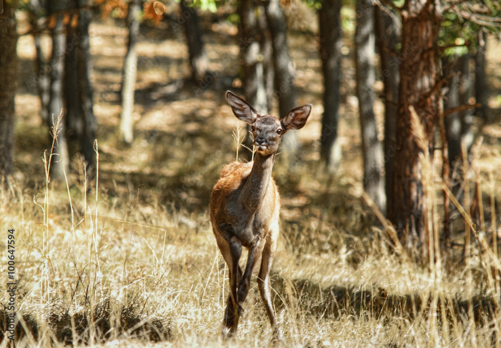 Deer Deer