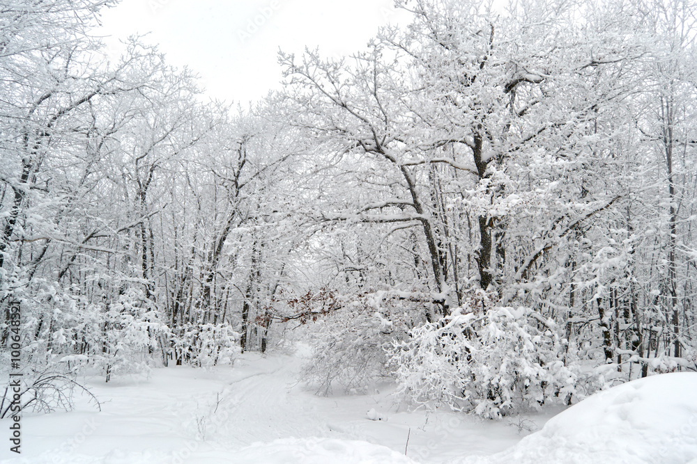 Fototapeta premium path in the snow
