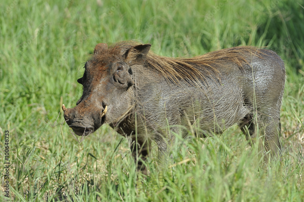 Tanzania parco Serengeti Ngoro Ngoro facocero Tanzania parco Serengeti Ngoro Ngoro facocero