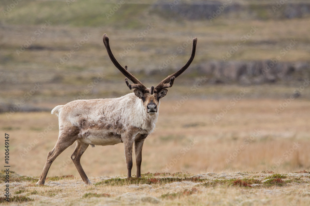 Obraz premium Reindeer, Iceland