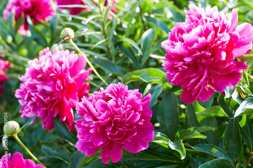 Buds bright pink peonies in a summer garden